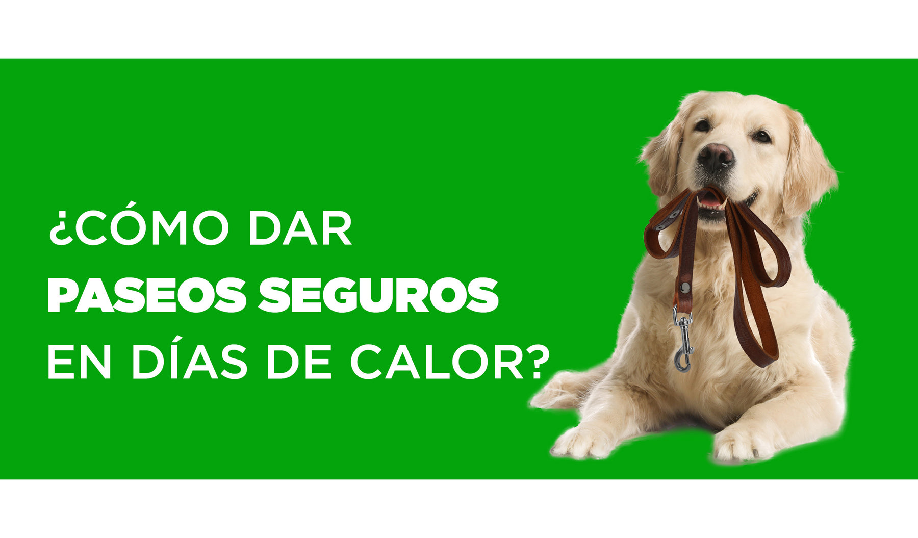 ¿Cómo dar paseos seguros en días de Calor ☀️?