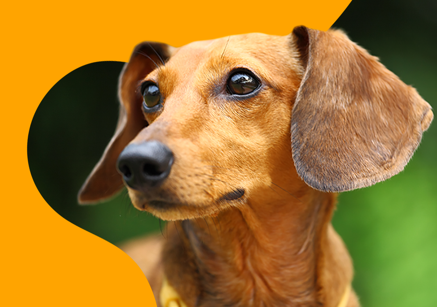 Ley tenencia responsable de mascotas.