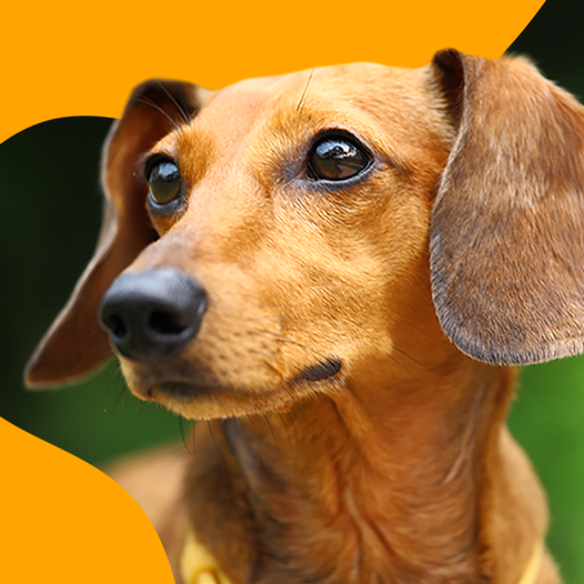 Ley tenencia responsable de mascotas.