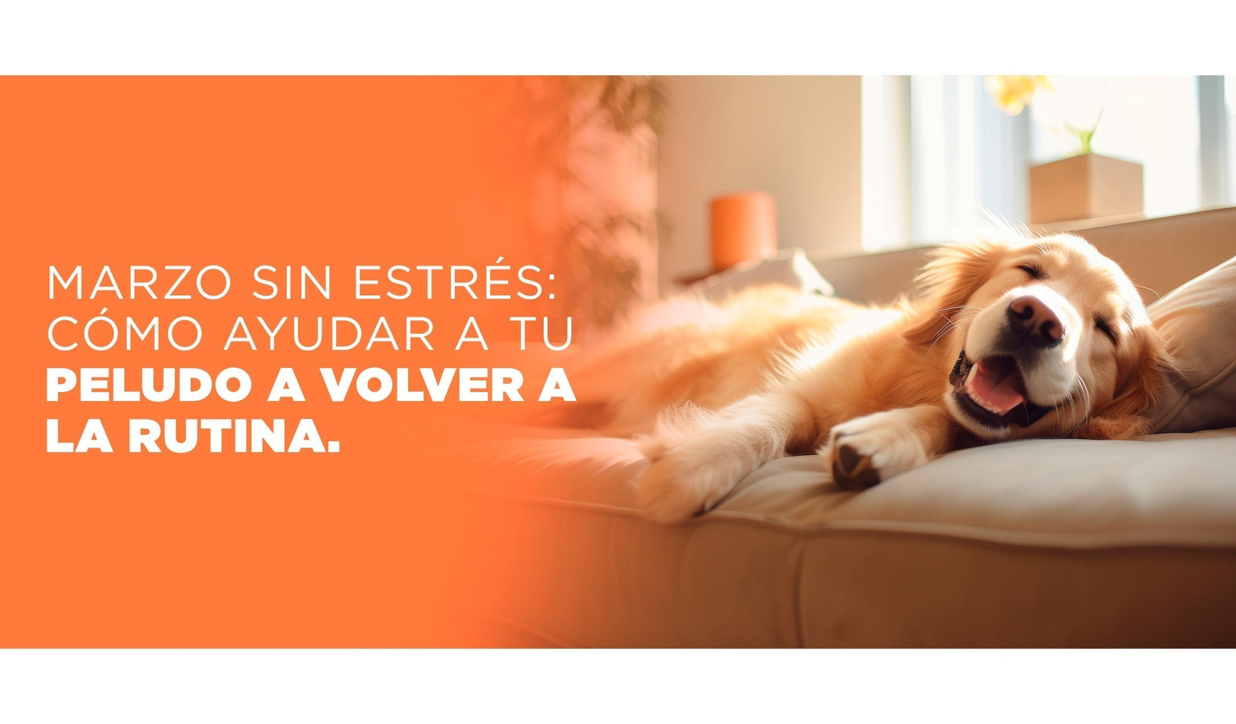 Perro en sillón acostado feliz