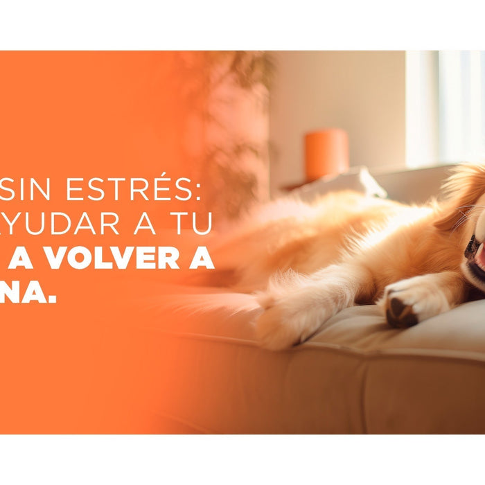 Perro en sillón acostado feliz