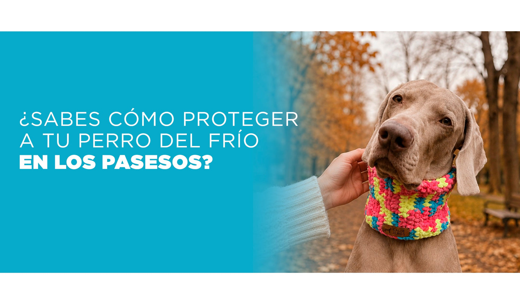 ¿Sabes cómo proteger a tu perro del frío en los paseos?