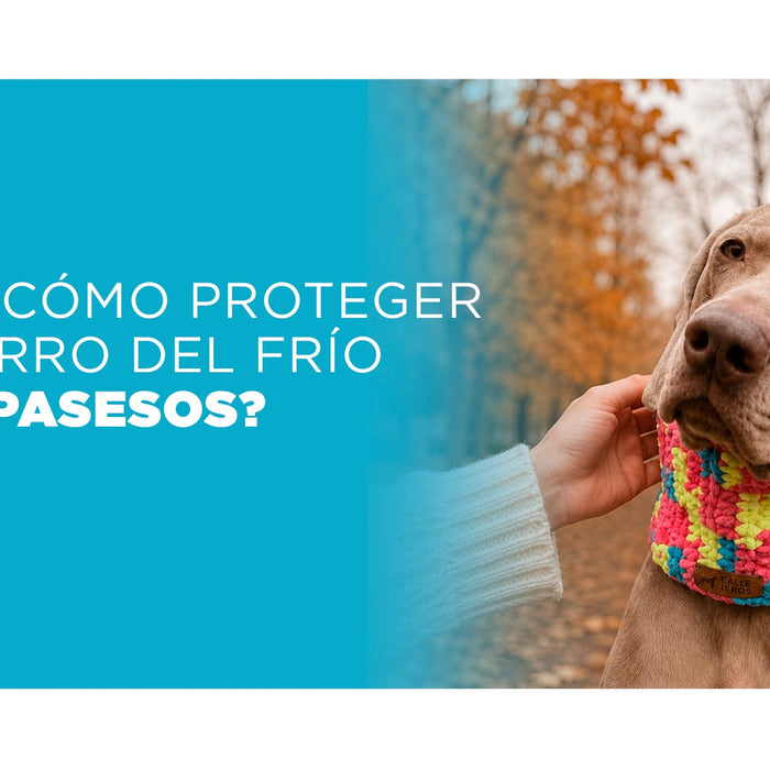 ¿Sabes cómo proteger a tu perro del frío en los paseos?