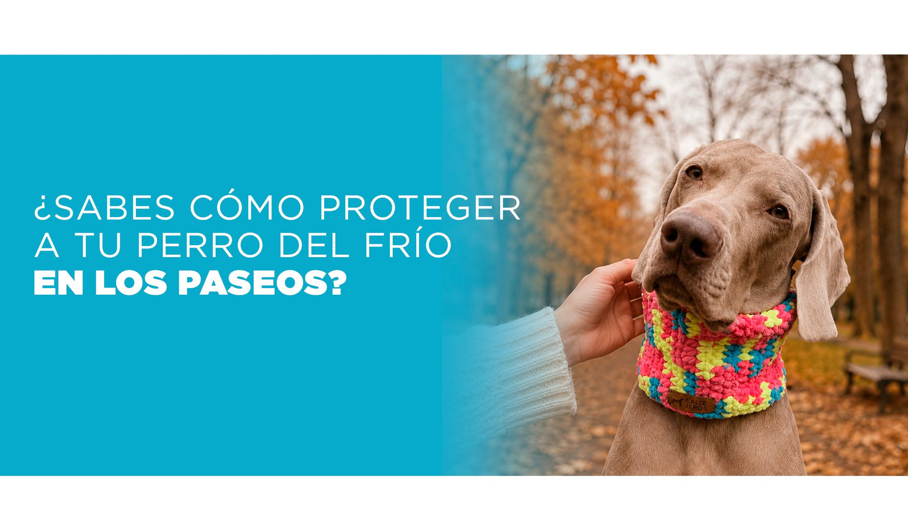 ¿Sabes cómo proteger a tu perro del frío en los paseos?