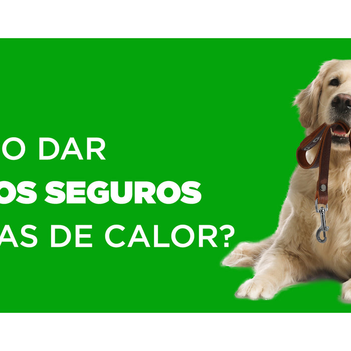 ¿Cómo dar paseos seguros en días de Calor ☀️?